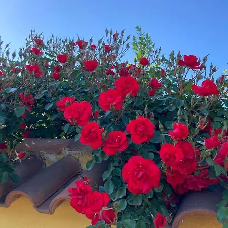 La Rosa Del 布拉恰诺