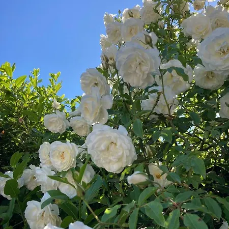 Apartamento La Rosa Del Bracciano (Rome)