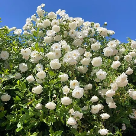 Apartamento La Rosa Del
