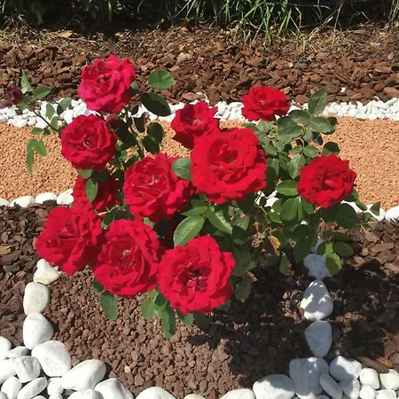 公寓 La Rosa Del