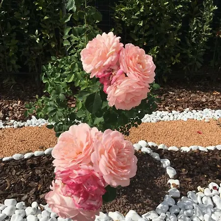La Rosa Del Apartment